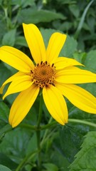 Heliopsis helianthoides
