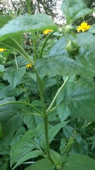 Heliopsis helianthoides