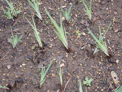 Sisyrinchium hitchcockii