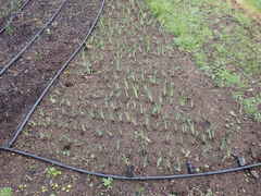 Sisyrinchium hitchcockii