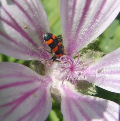 Trichodes leucopsideus