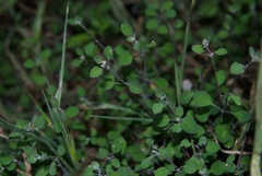 Chenopodium allanii