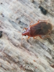 Cardiastethus fasciiventris