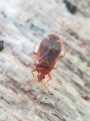 Cardiastethus fasciiventris