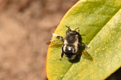 Anthophora pacifica