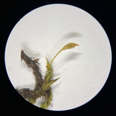 Grimmia longirostris