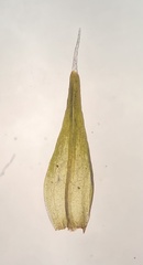 Grimmia longirostris