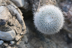 Mammillaria supertexta