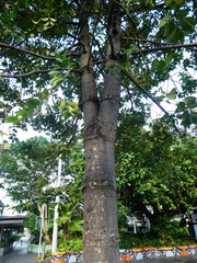 Agathis atropurpurea