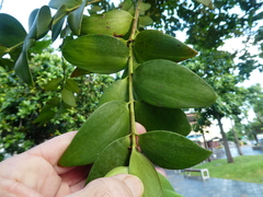 Agathis atropurpurea