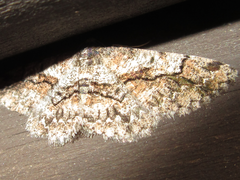 Satoblephara parvularia