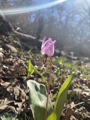 Erythronium hendersonii