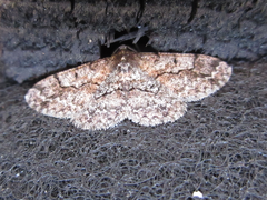 Satoblephara parvularia