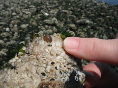 Gnorimosphaeroma oregonense