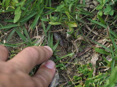 Teleogryllus occipitalis