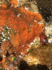 Integripelta