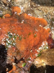 Integripelta