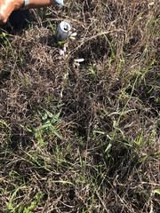 Penstemon laxiflorus