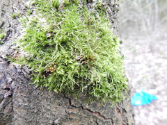 Hypnum cupressiforme