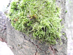 Hypnum cupressiforme