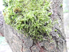 Hypnum cupressiforme