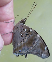 Historis acheronta