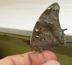 Historis acheronta