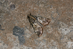 Macalla thyrsisalis