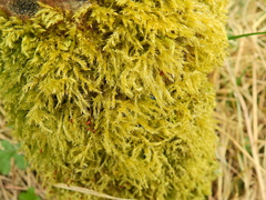 Hypnum cupressiforme