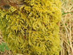 Hypnum cupressiforme