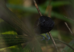 Cercomacroides serva