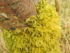 Hypnum cupressiforme