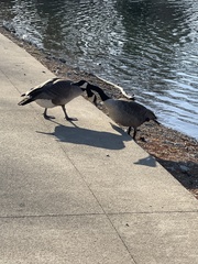 Branta canadensis