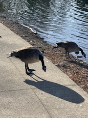 Branta canadensis