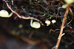Mycena flavovirens