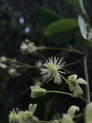 Clematis haenkeana