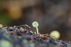 Mycena flavovirens