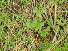 Potentilla reptans