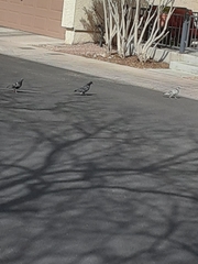 Columba livia domestica