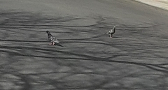 Columba livia domestica