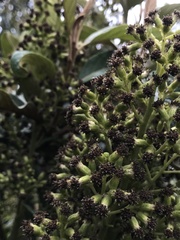 Pentacalia breviligulata