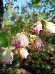 Lippia lupulina
