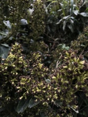 Pentacalia breviligulata