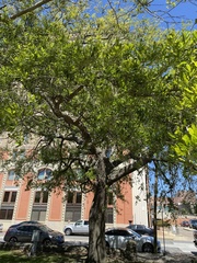 Quercus virginiana