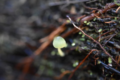 Mycena flavovirens
