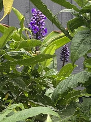 Dichorisandra thyrsiflora