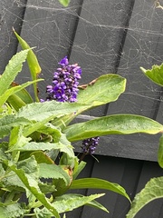 Dichorisandra thyrsiflora