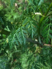 Conium maculatum