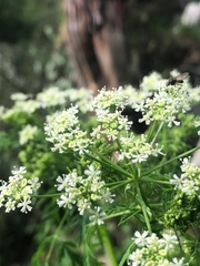 Conium maculatum