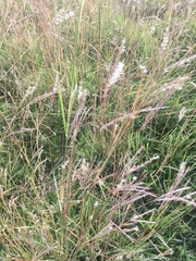 Andropogon lateralis